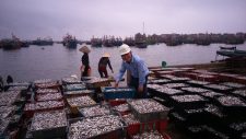 Ươm mầm trí tuệ Việt cùng nước mắm an toàn