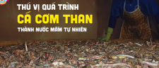 THÚ VỊ QUÁ TRÌNH CÁ CƠM THAN THÀNH NƯỚC MẮM TỰ NHIÊN VỪA NGON VỪA LÀNH