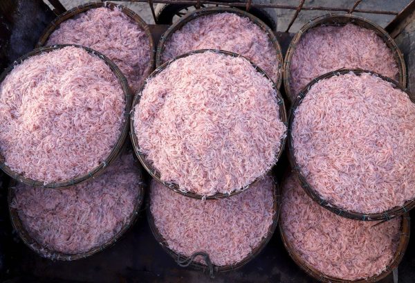 Mắm tép can 2L NHỰA PET5