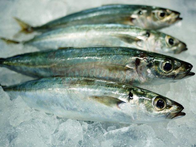 THÀNH PHẦN DINH DƯỠNG CÓ TRONG CÁ NỤC