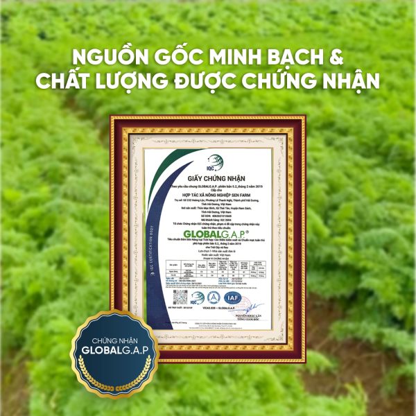 BỘT NÊM TẢO BẸ KOMBU4